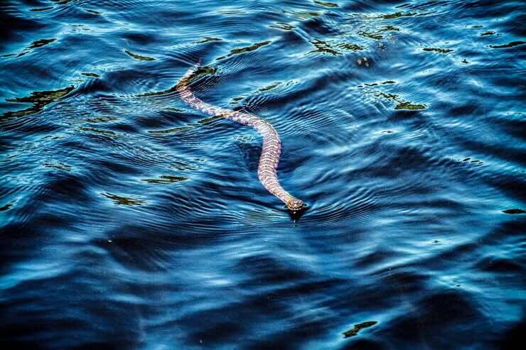 Serpente in acqua al mare