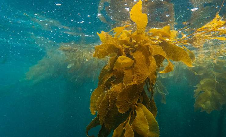 alga in mare