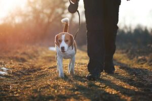 cane che passeggia con il padrone