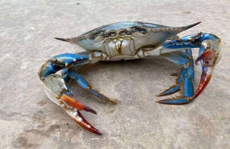 granchio blu