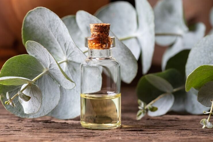 Olio di eucalipto in boccetta, foglie della pianta 